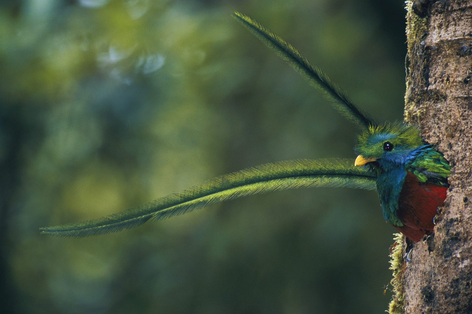 Macho de quetzal. Guatemala | Steve Winter / 'National Geographic'