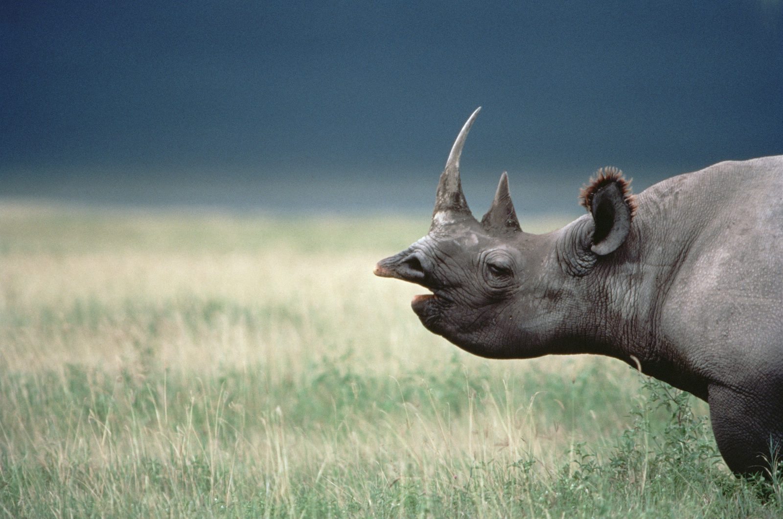 Rinoceronte negro. Cráter del Ngorongoro (Tanzania) | Mitsuaki Iwago / 'Minden Pictures'