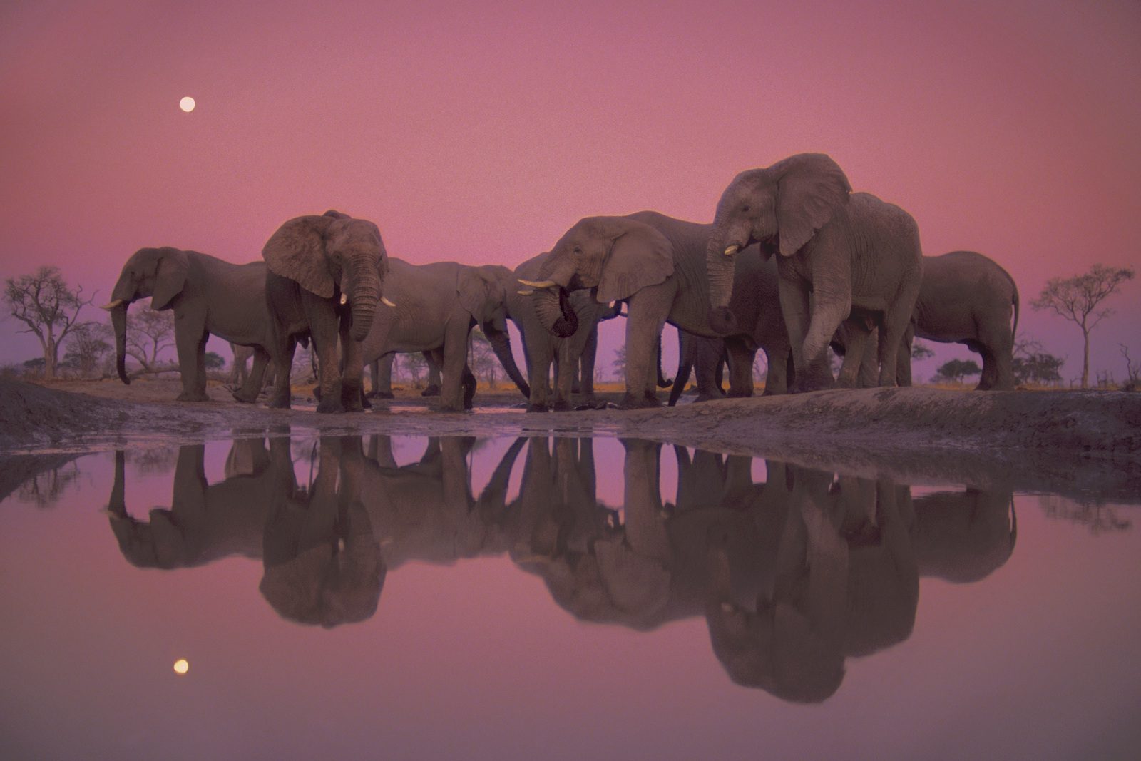 Elefantes en el Parque Nacional de Chobe (Botsuana) | Frans Lanting / 'National Geographic'
