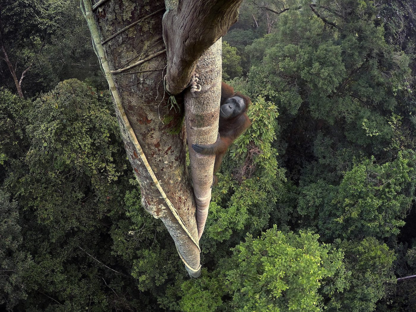 Orangután de Borneo Kalimantan, Borneo (Indonesia) | Tim Laman / 'National Geographic'