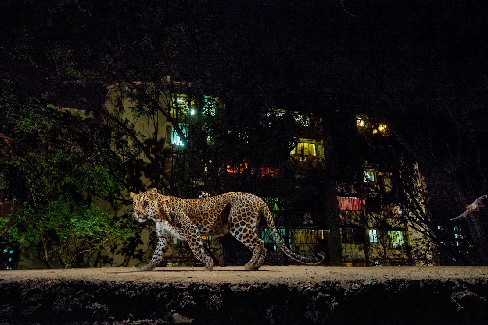 Leopardo en los suburbios de Bombay, colindantes al Parque Nacional Sanjay Gandhi (India) | Steve Winter / 'National Geographic'