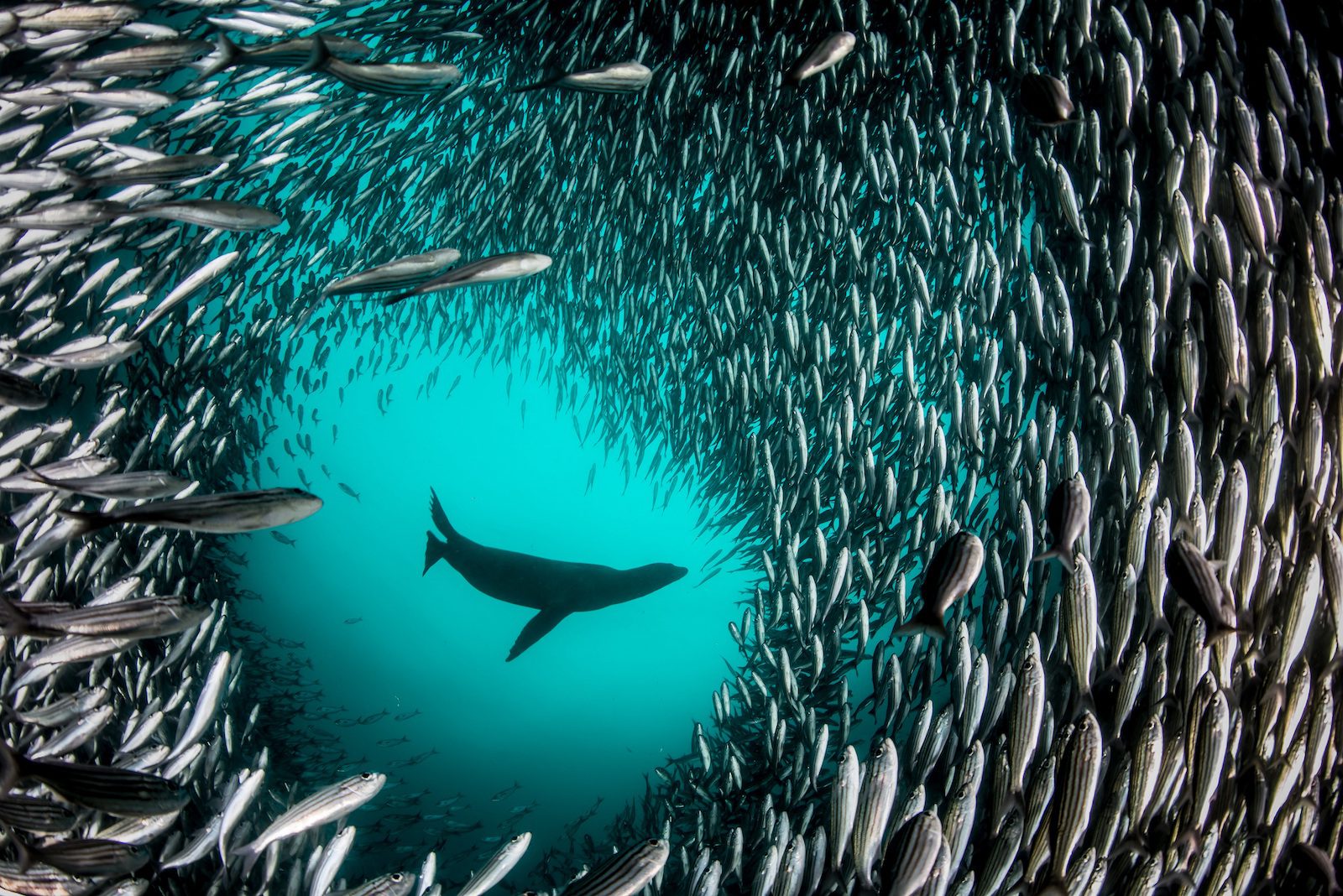 León marino de las Galápagos. Isla Isabela (islas Galápagos) | Enric Sala / 'National Geographic'
