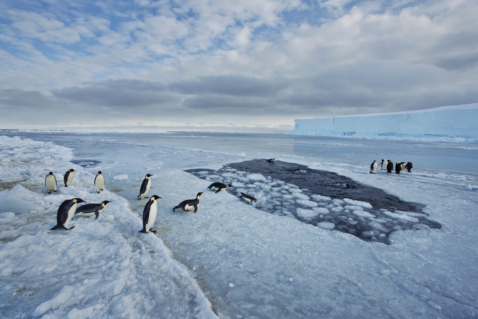 Pingüino emperador. Cabo Washington, mar de Ross (Antártida) | Paul Nicklen / 'National Geographic'