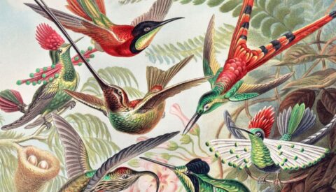 En busca de las especies perdidas