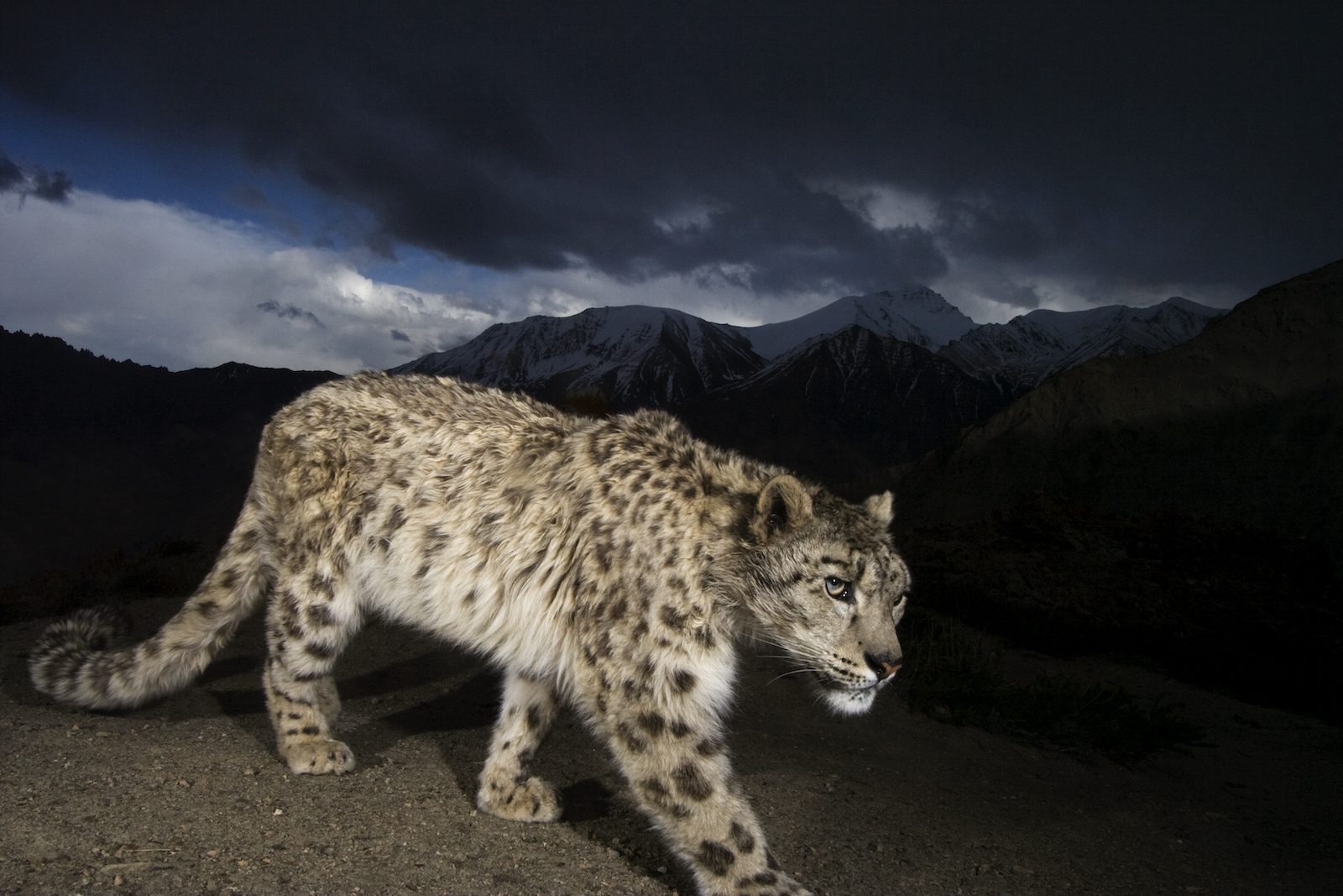 Leopardo de las nieves. Parque Nacional de Hemis, Ladakh, India | Steve Winter / 'National Geographic'