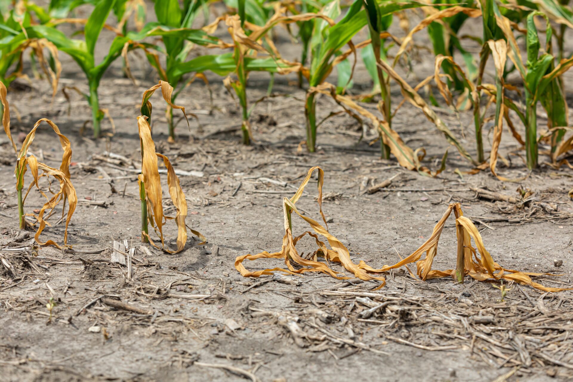 Aún no sabemos si las plantas podrán adaptarse al cambio climático