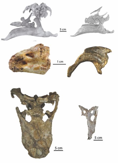 Fósiles de cráneos de dinosaurios