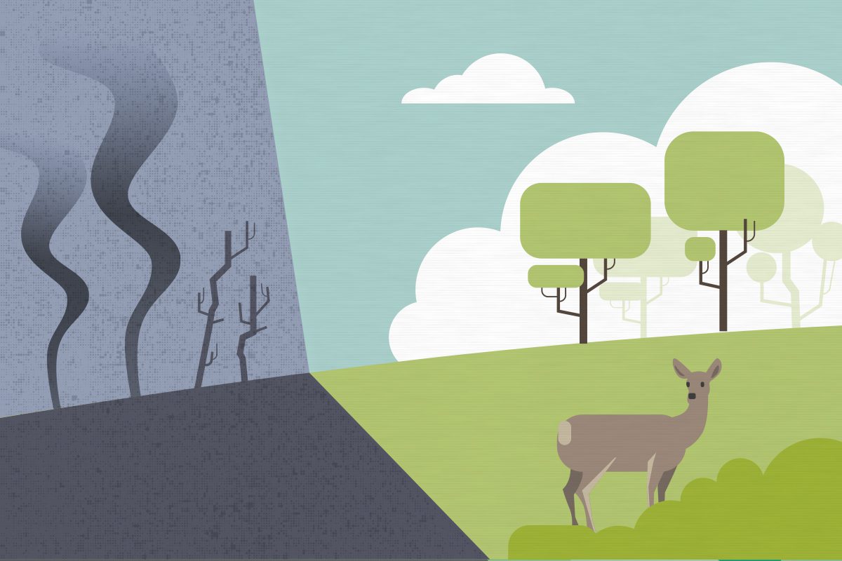 Reforestar para sembrar esperanza