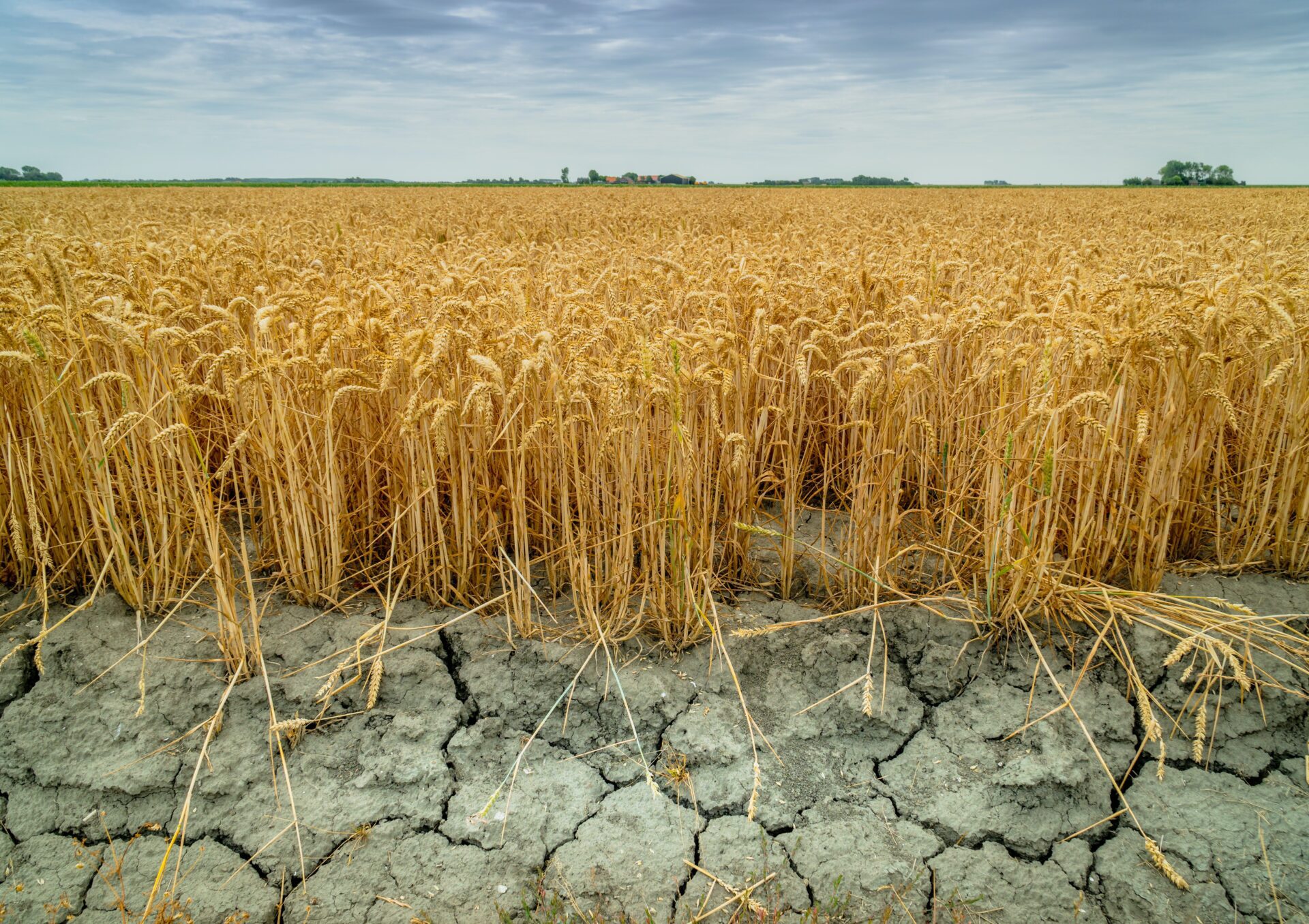 La sequía agrícola en Europa es cada vez más frecuente, intensa y duradera