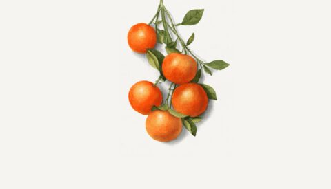 Comedores escolares: una oportunidad para cambiar el modelo alimentario