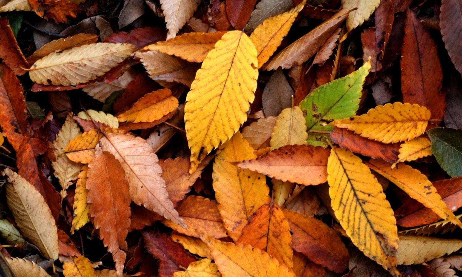 Tras un otoño tropical, ¿qué podemos esperar del invierno?