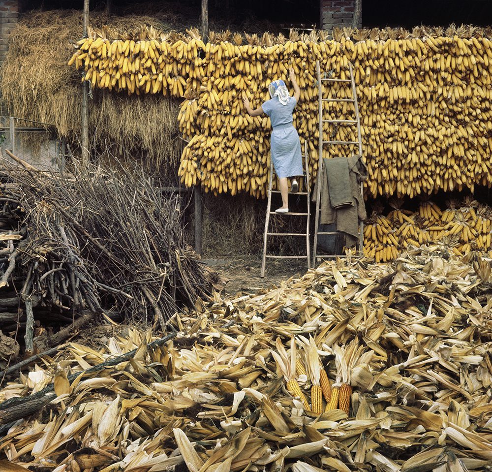 «Secado del maíz», Piozzo,1956. Jacques Henri Lartigue © Ministère de la Culture, France / MPP-AAJHL