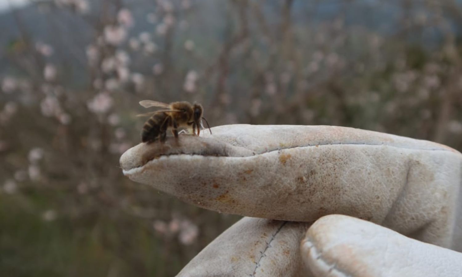 «Repolinizar» España con una abeja por cada español