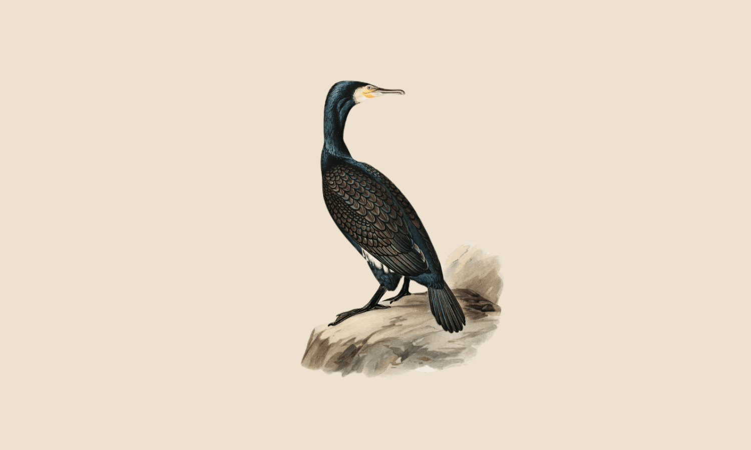 La paradoja del cormorán
