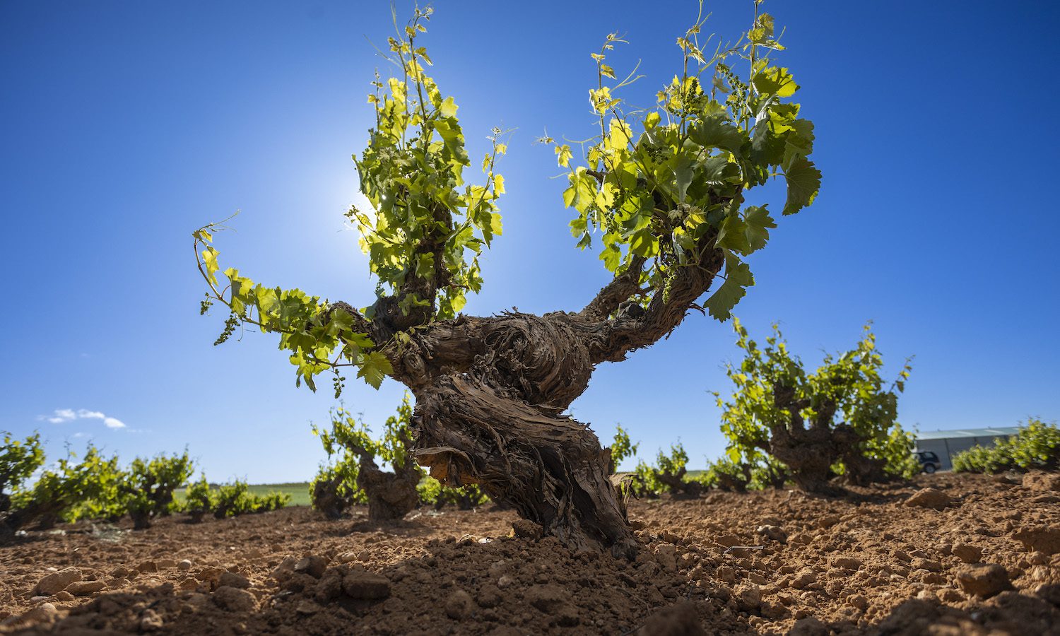 Viñas para sostener la España rural