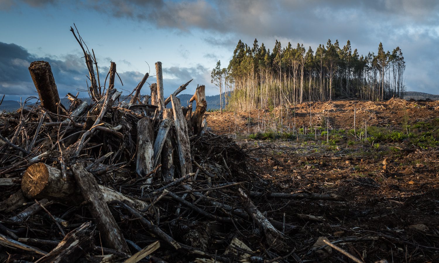 Al escondite inglés con la crisis ambiental