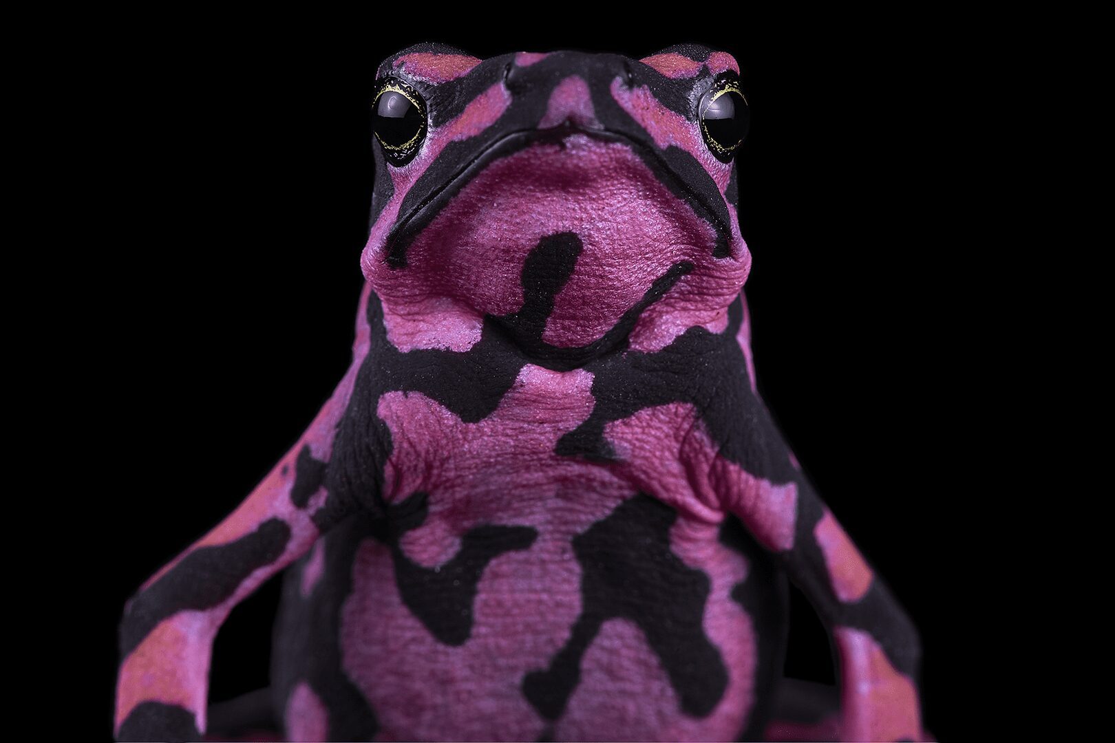 Sapo arlequín de Hoogmoed