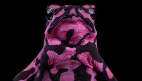 El cambio climático y la desaparición de los anfibios