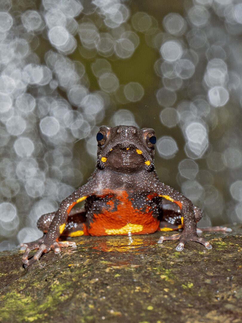 Sapo Malabar Torrent