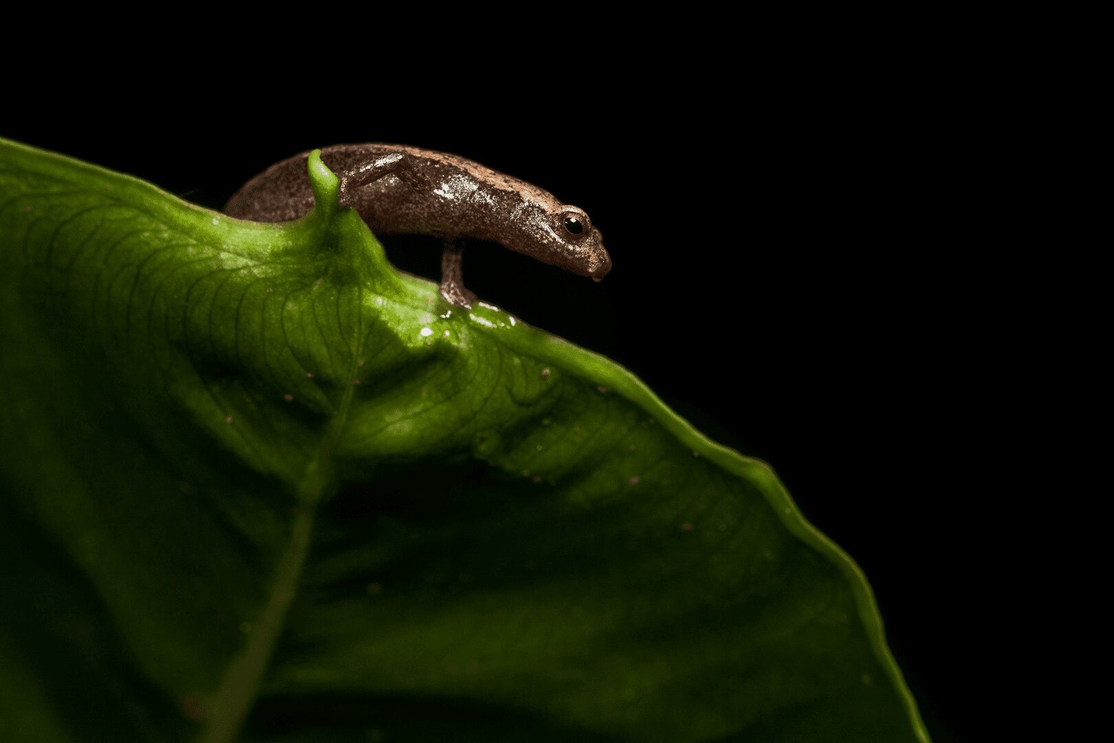 Salamandra bananera del norte