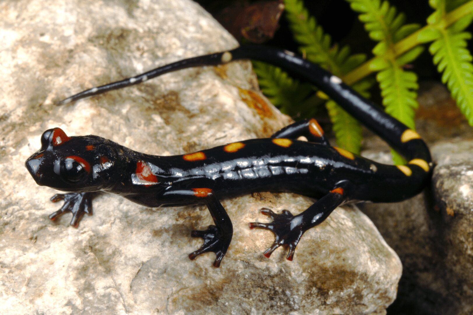 Salamandra ágil de patas largas