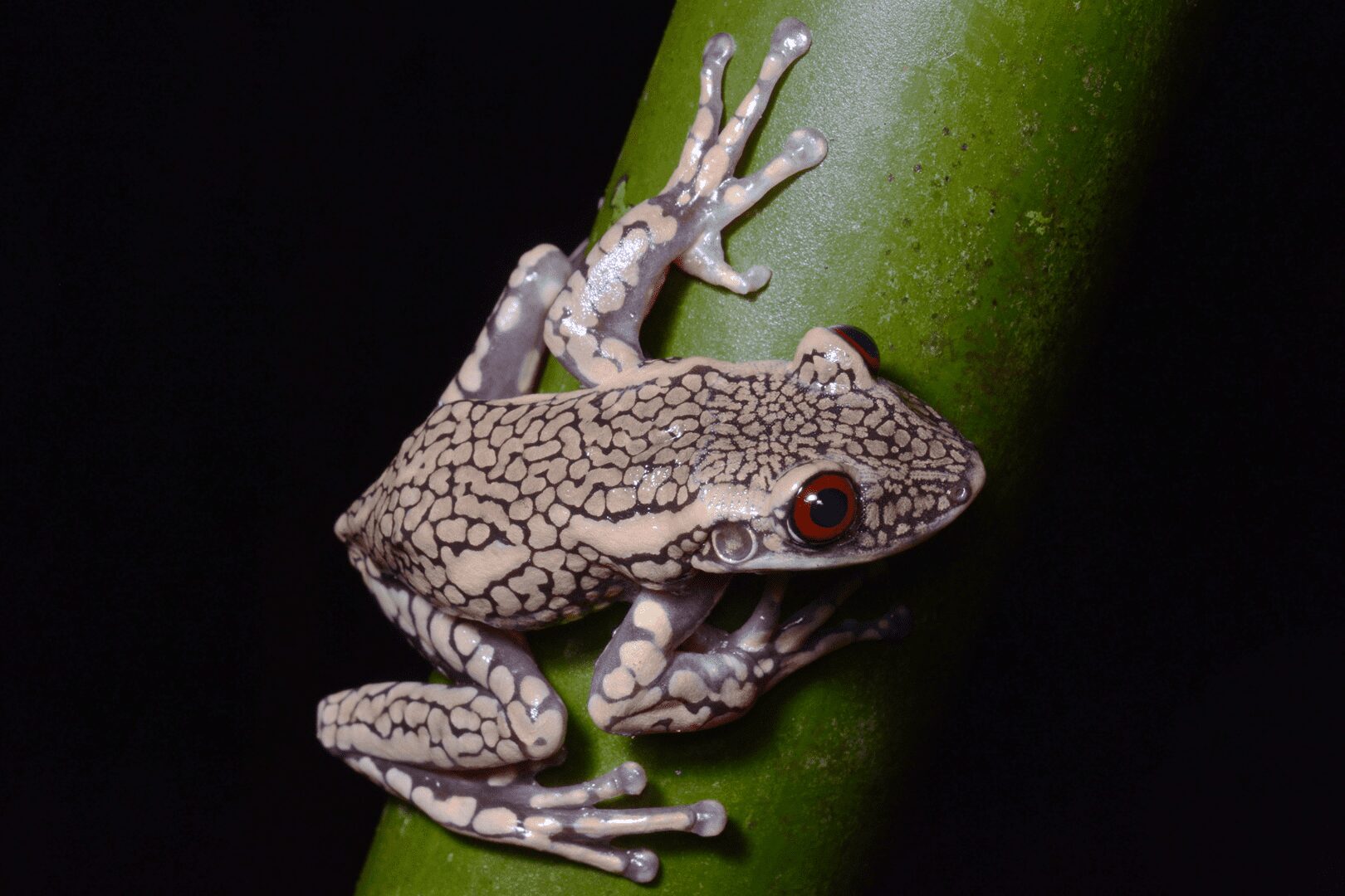 Sinimbú Rana arbórea cabeza de casco