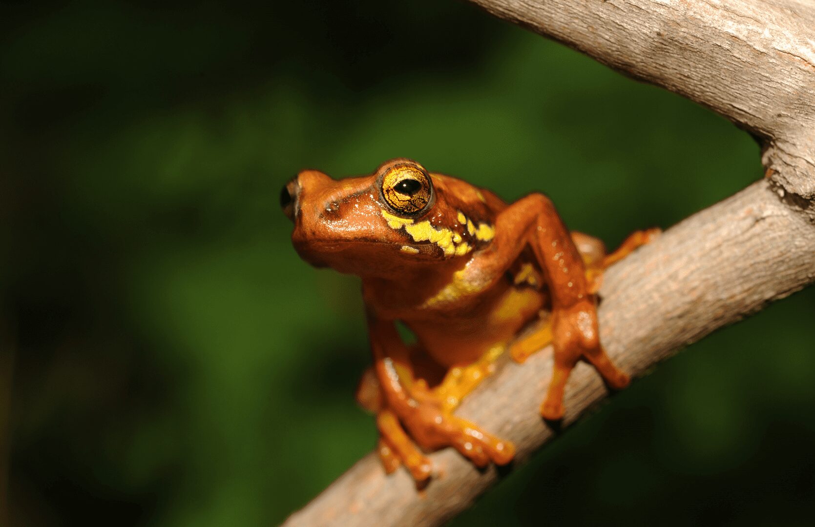 Rana de caña manchada