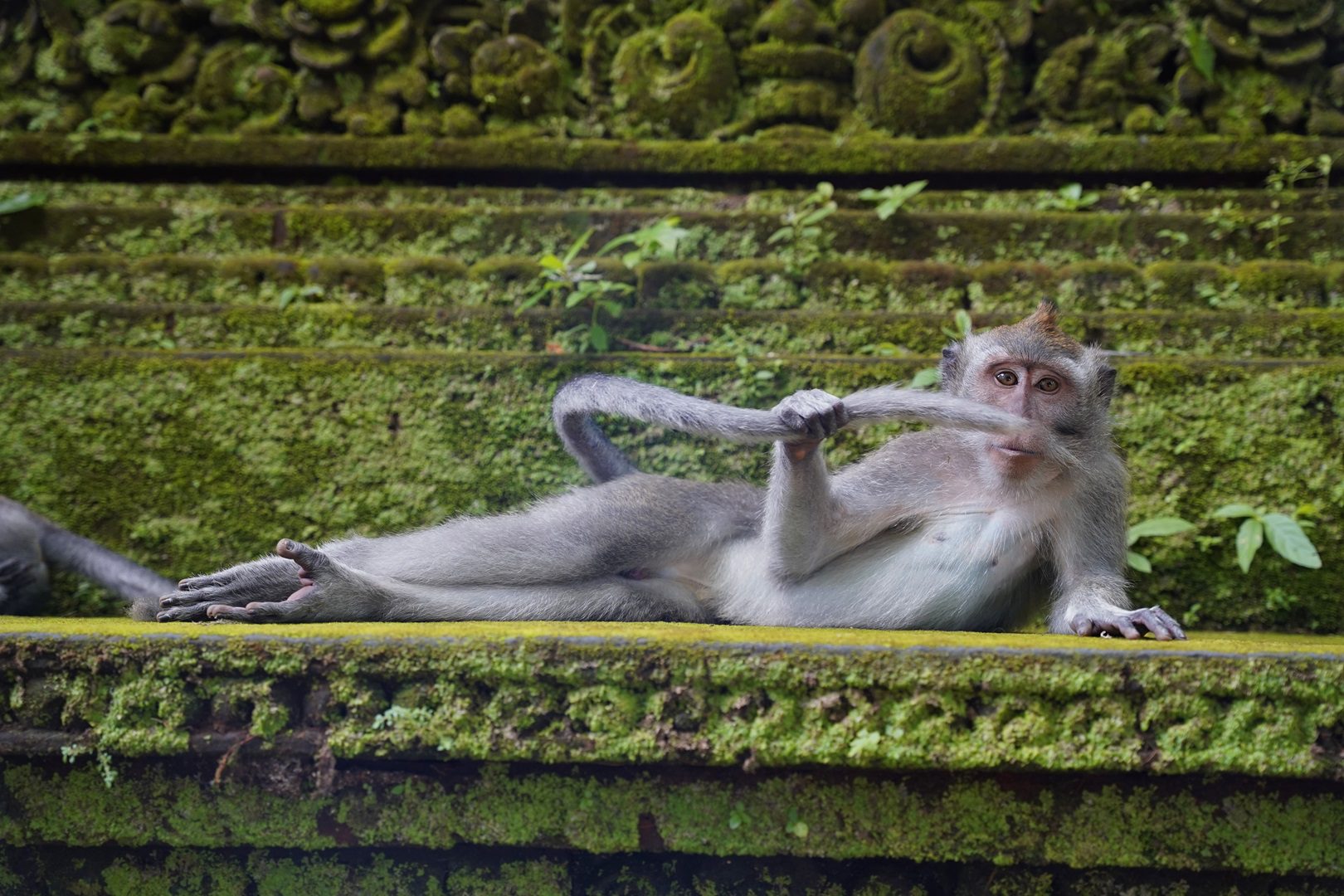 El dandy de la selva tropical