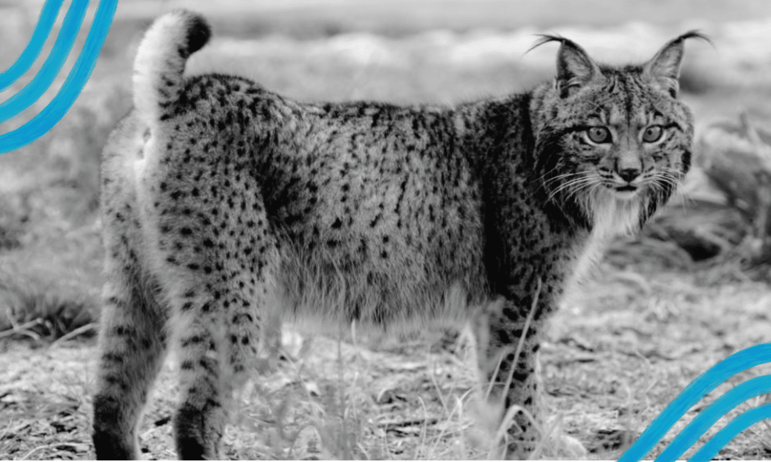 El lince ibérico: éxito del consenso en política medioambiental
