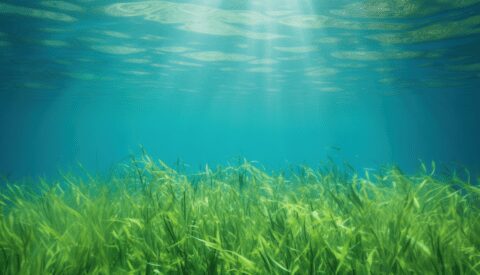 El potencial ecosostenible de las algas