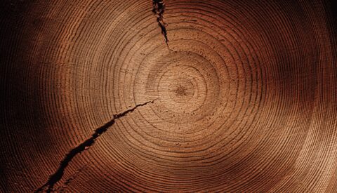 Cortar árboles en la era del urbanismo verde