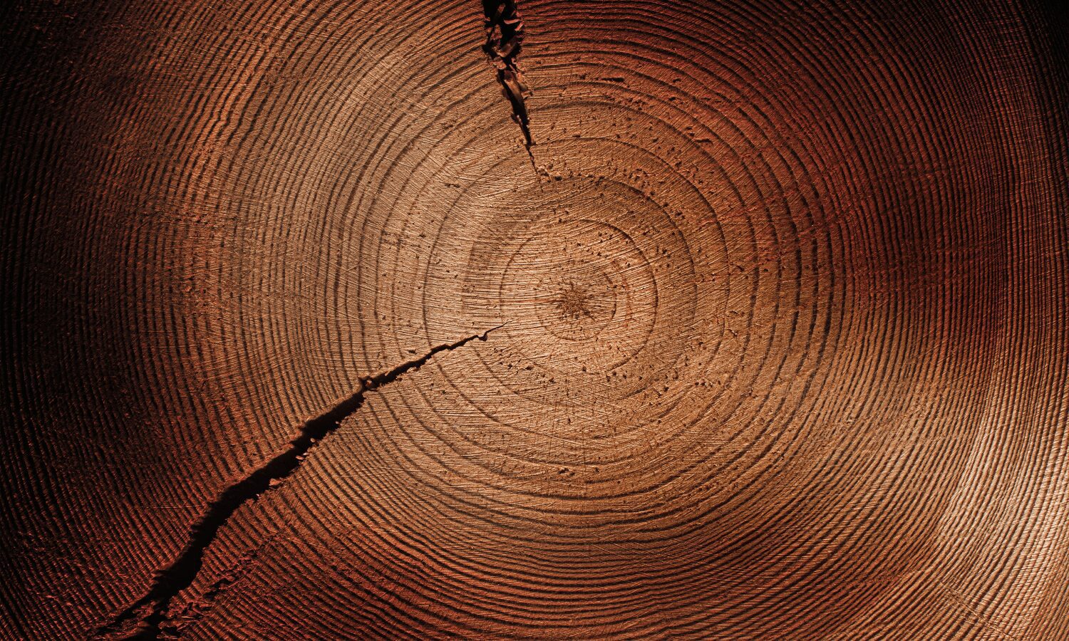 Cortar árboles en la era del urbanismo verde