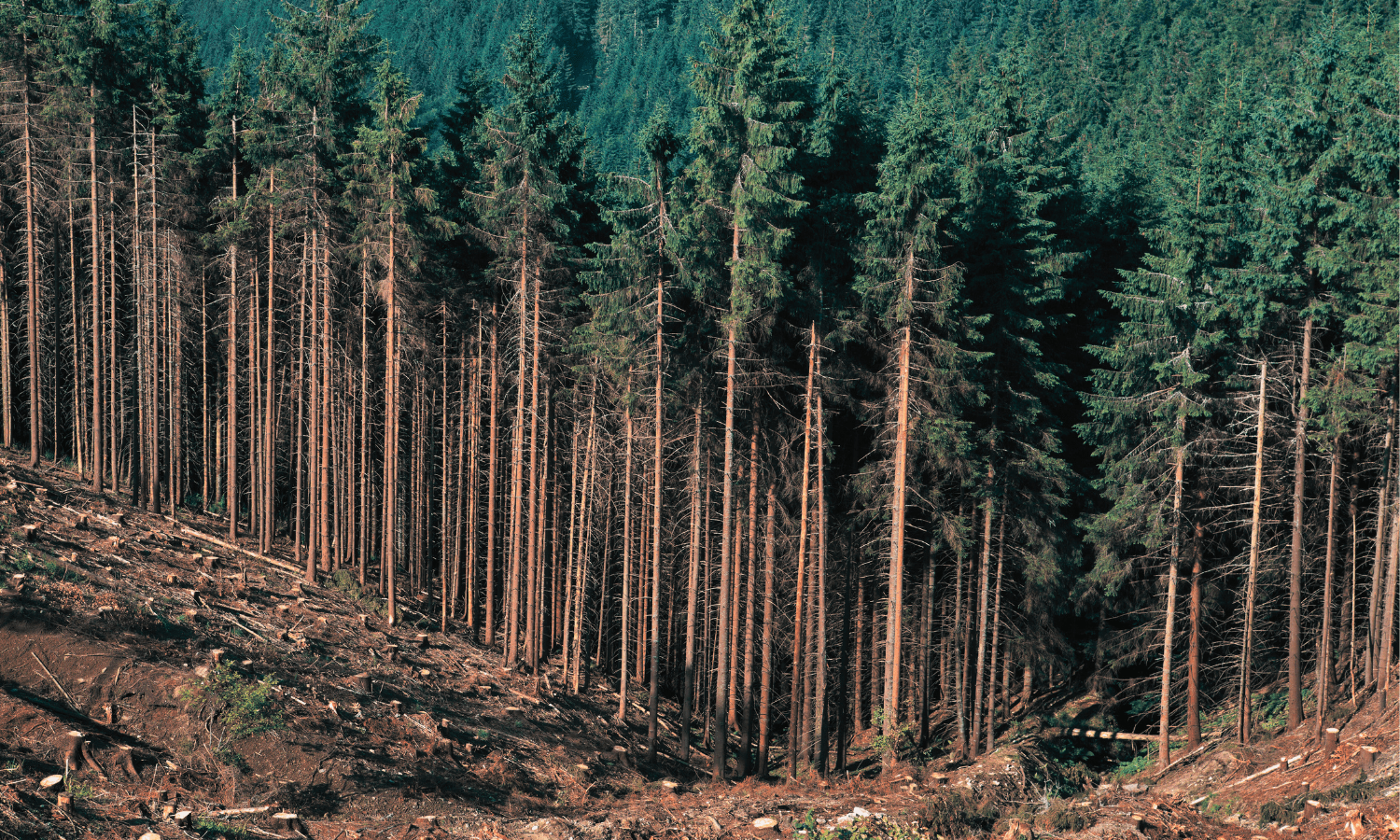 Cuidar cortando (o cómo asegurar la sostenibilidad de los bosques)