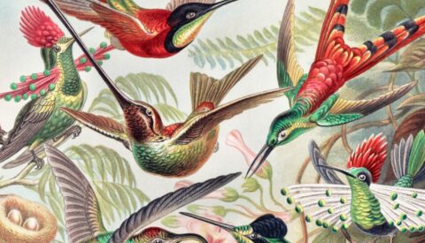 La desaparición de los pájaros