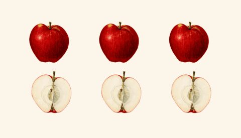 En busca de la dieta perfecta