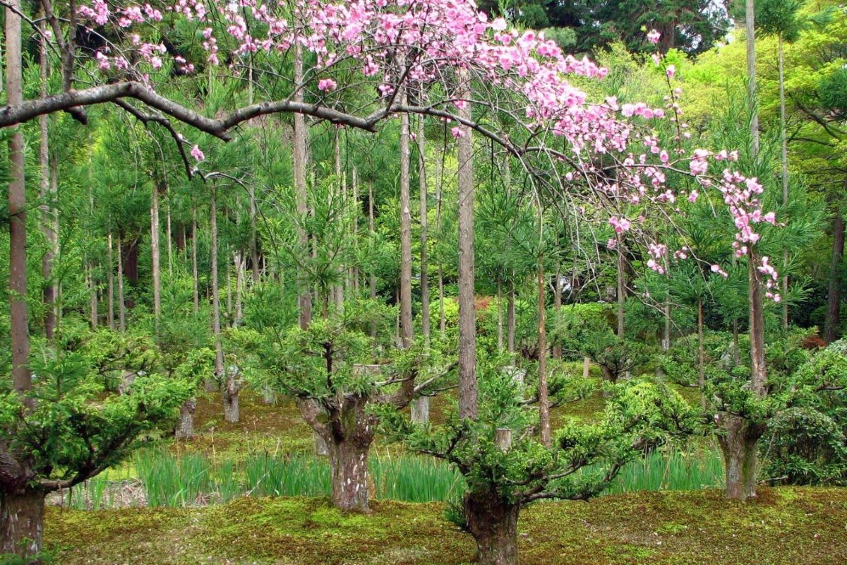 No talar árboles, el milagro japonés