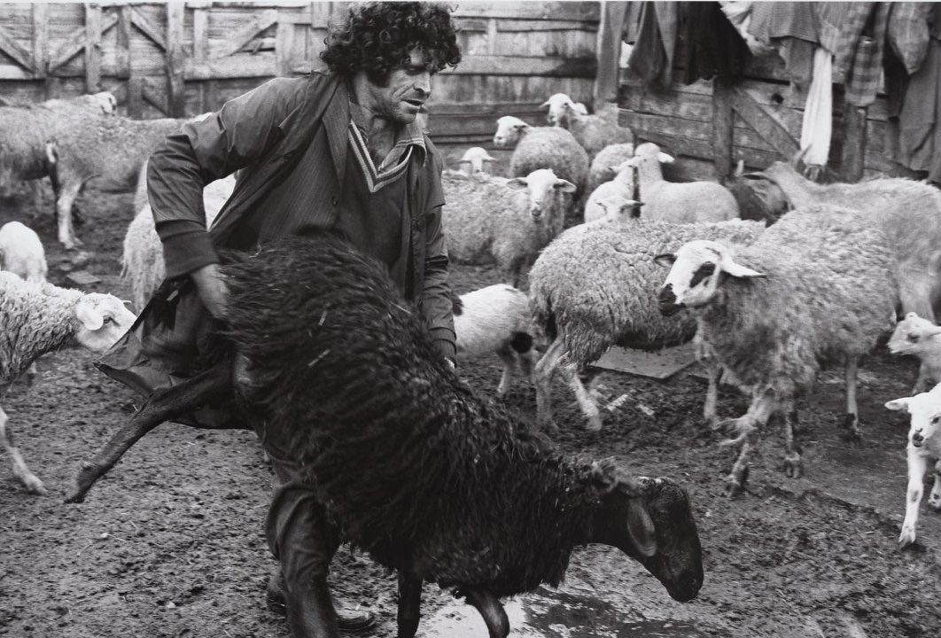 Pastor de ovejas en el barrio de Orcasitas, 1986