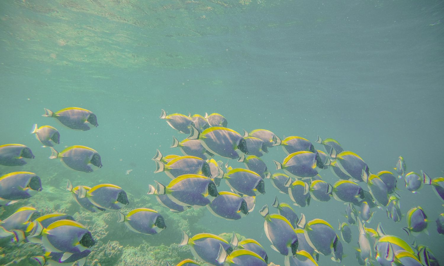 El top 10 de las nuevas especies marinas, cuyo número no deja de crecer