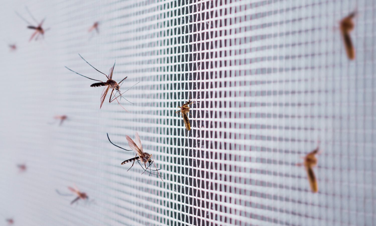 «Si no causaran tanto sufrimiento, quizás admiraríamos a los mosquitos»