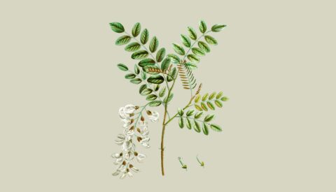 Peligro, alerta vegetal: 5 plantas invasoras en España