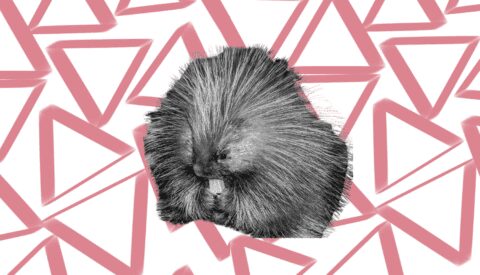 Piromanía, sexo extravagante y otras curiosidades del mundo animal