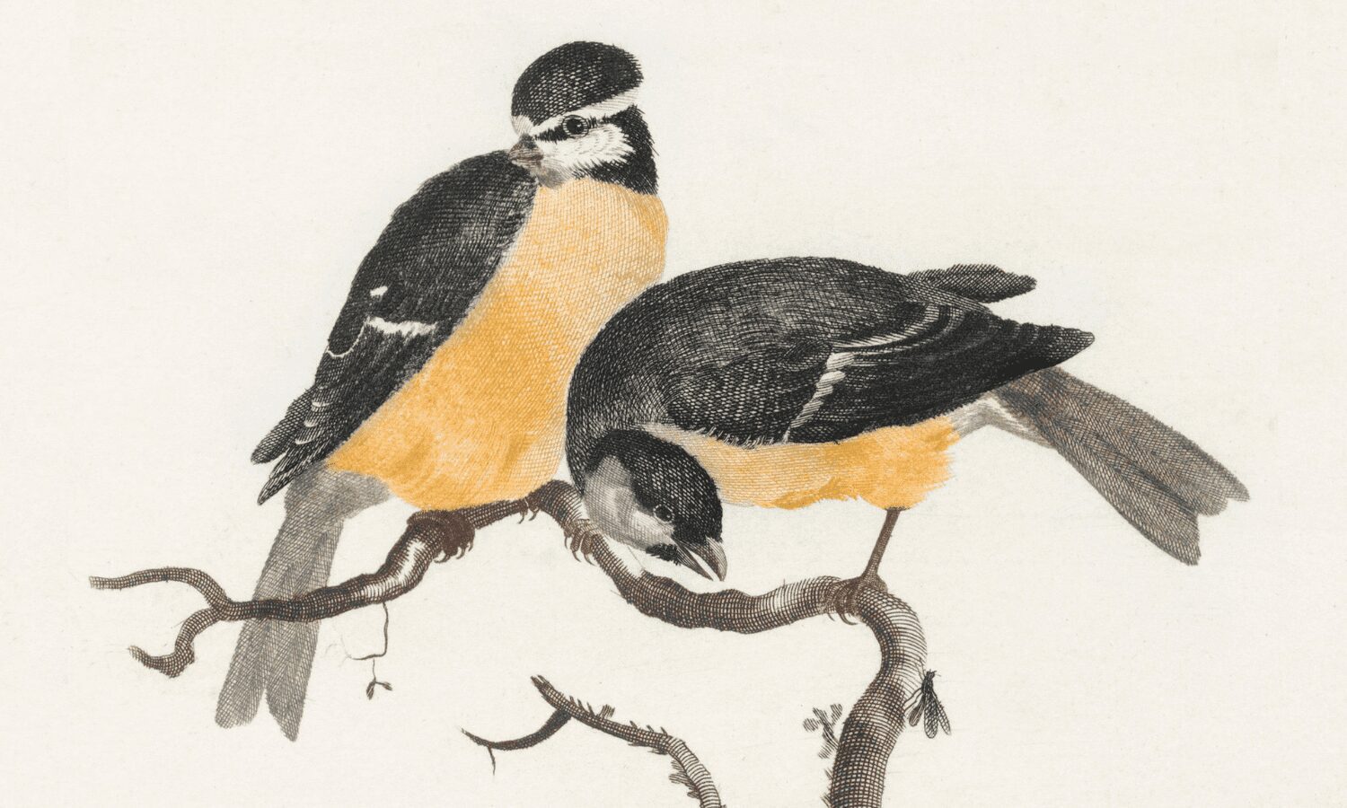 No dar pan a los pájaros y otros consejos para cuidar de las aves