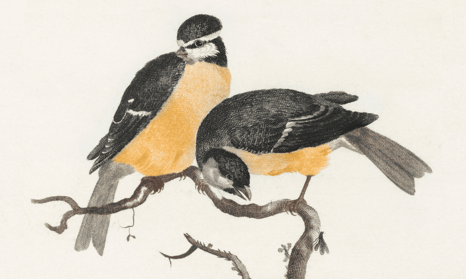 No dar pan a los pájaros y otros consejos para cuidar de las aves