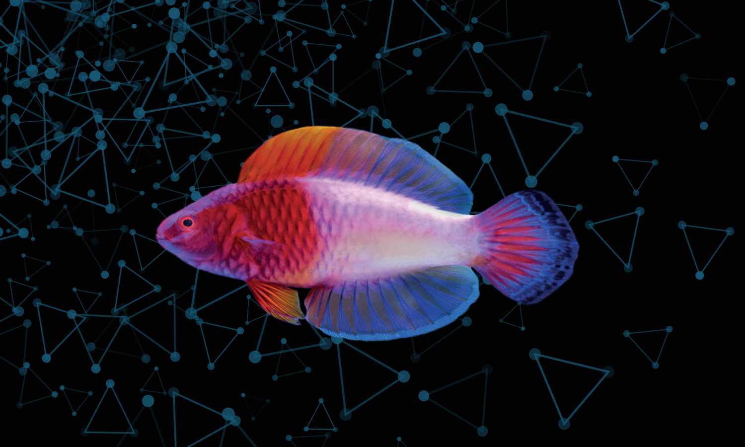 Cinco de las especies (más originales) descubiertas recientemente