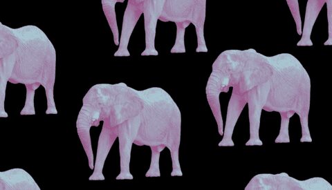 La vida secreta de los elefantes