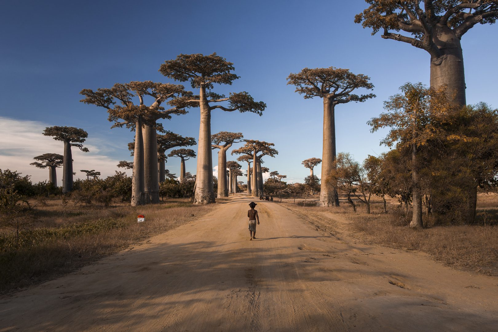 Baobab