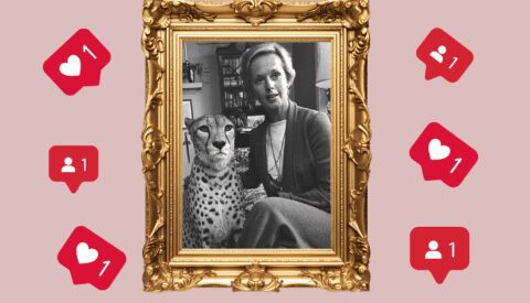 Mascotas de sociedad