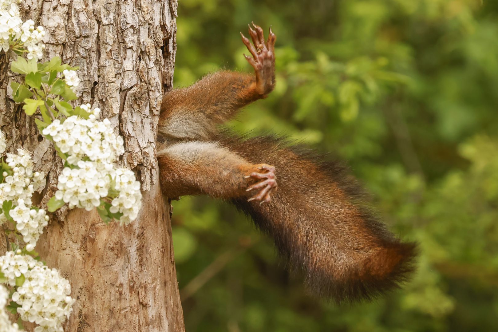 Stuck Squirrel (Ardilla atascada)