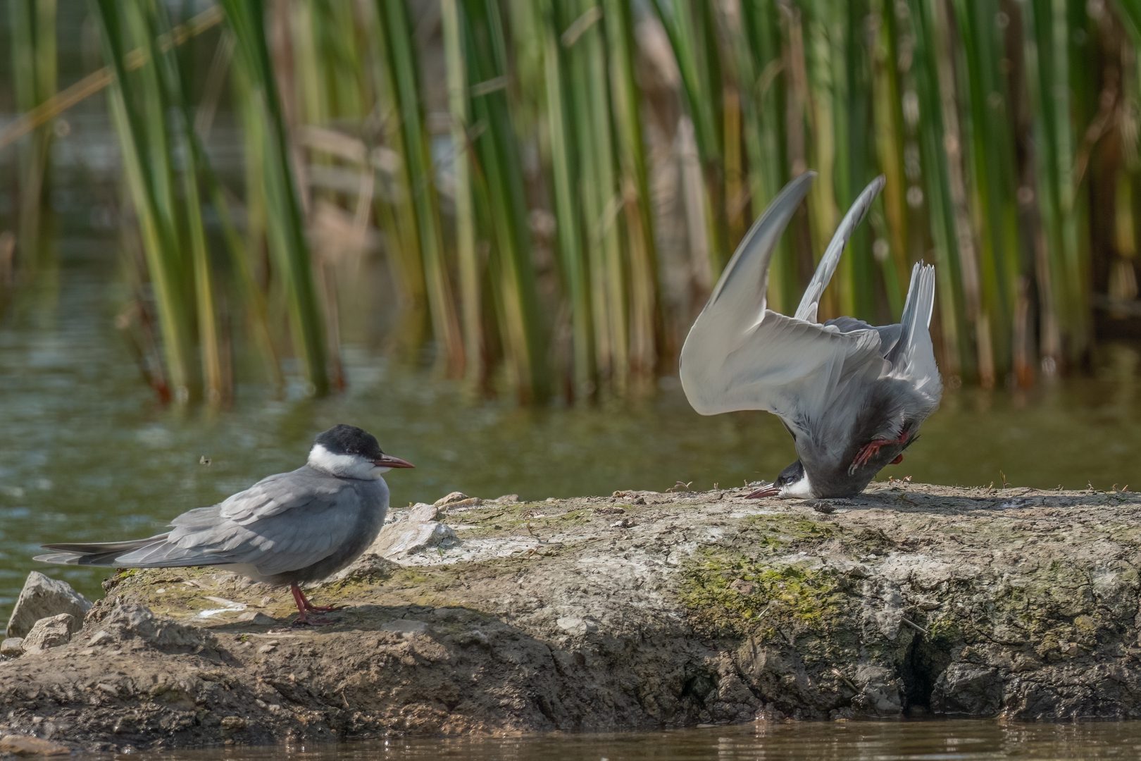 Whiskered tern crash on landing (Fumarel cariblanco se estrella en su aterrizaje)