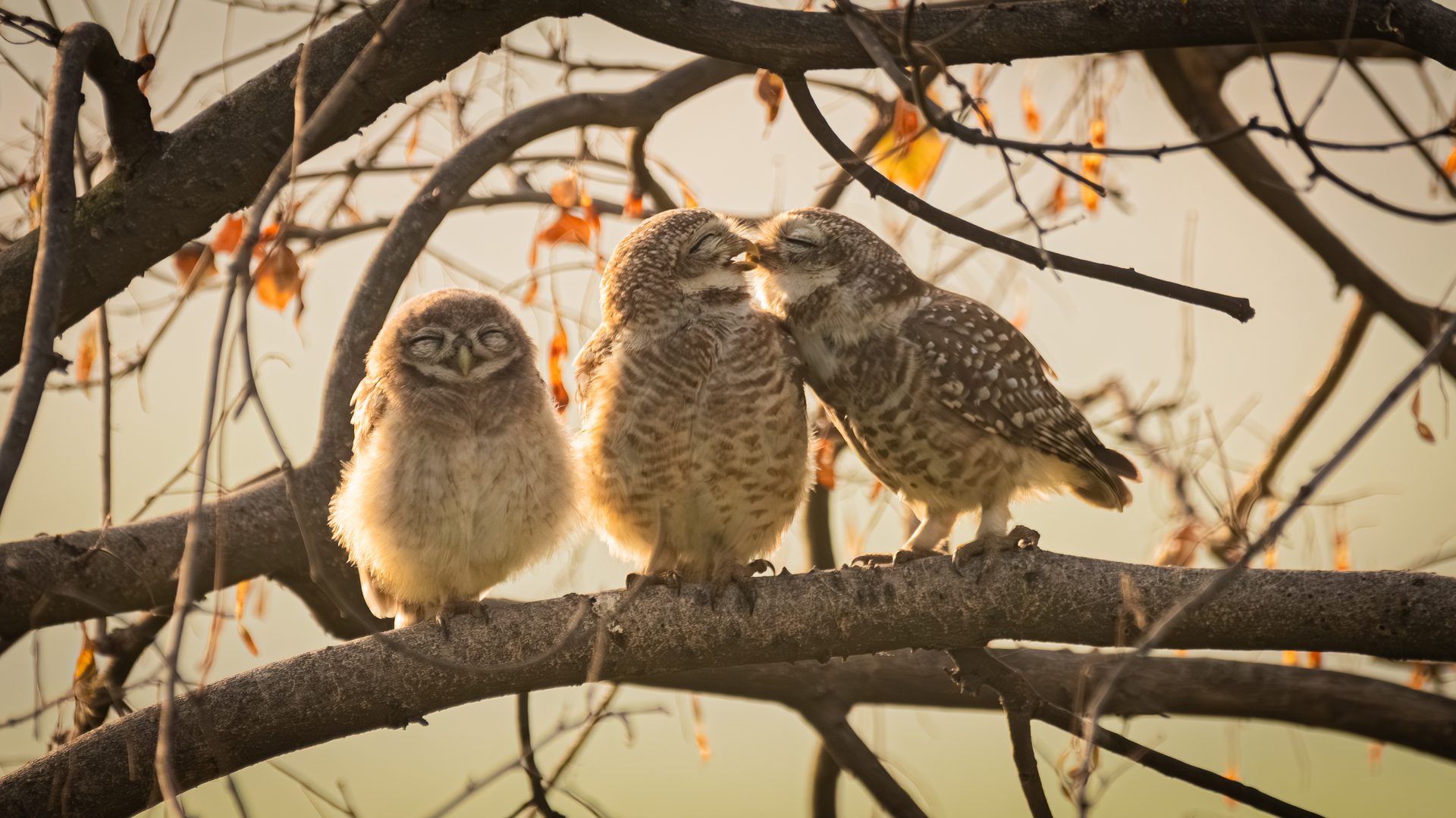 Smooching Owlets (Mochuelos besuqueándose)